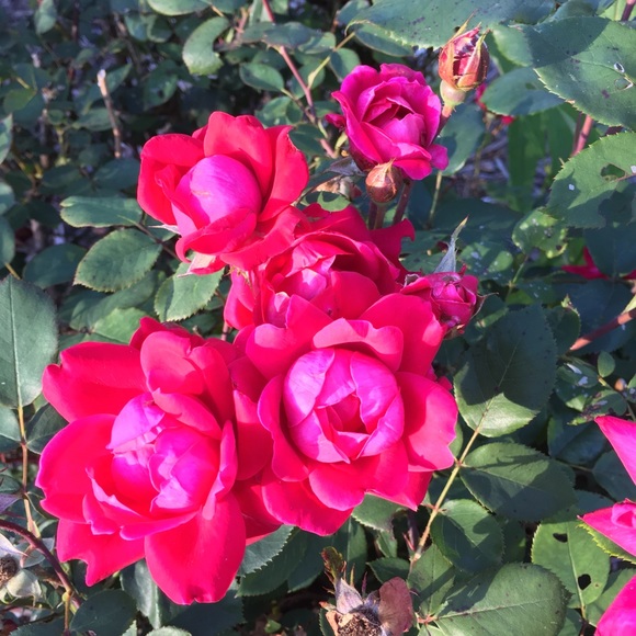 Meet your Posher, Micaela - Picture 1 of 1